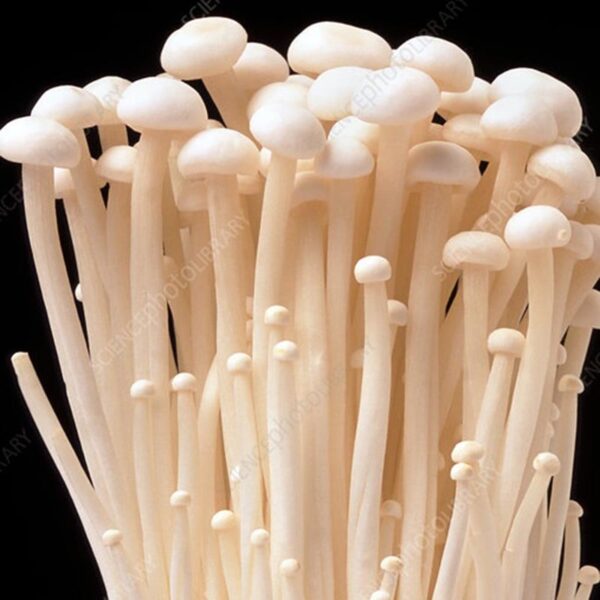 MUSHROOMS-100G SNOW NEEDLE-NZ