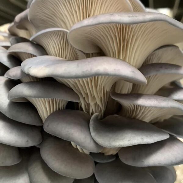 MUSHROOMS-100G OYSTER-NZ