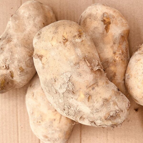 POTATOES-LARGE AGRIA-NZ