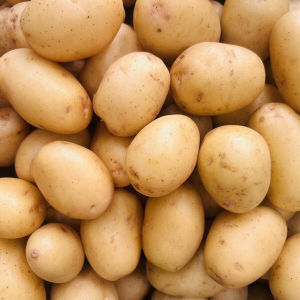 POTATOES-GOURMET WHITE-NZ