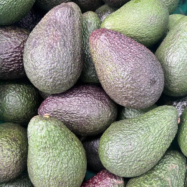 AVOCADOS-TAG 1 LARGE-NZ