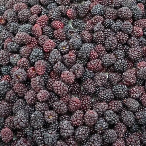 BLACKBERRIES-1KG FROZEN