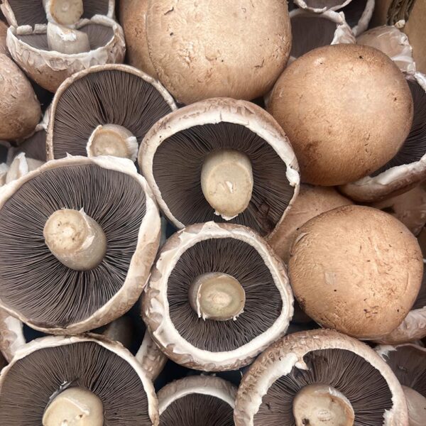 MUSHROOMS-BROWN FLAT-NZ
