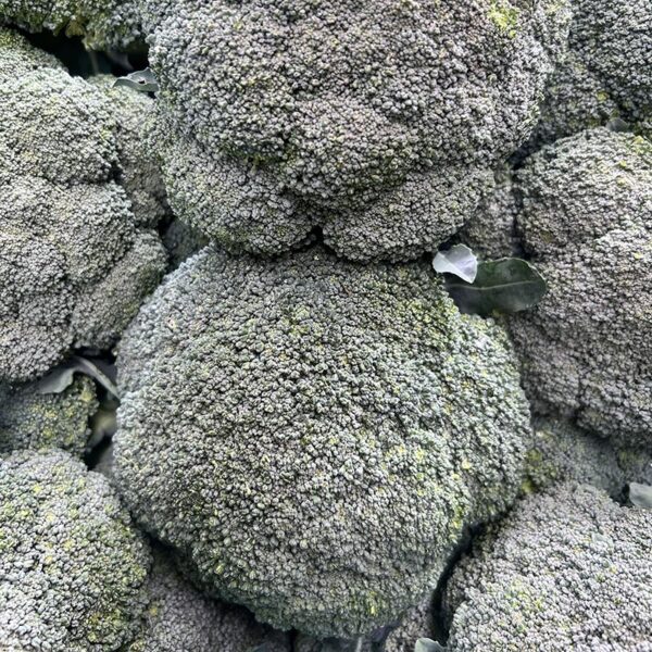 BROCCOLI-NZ