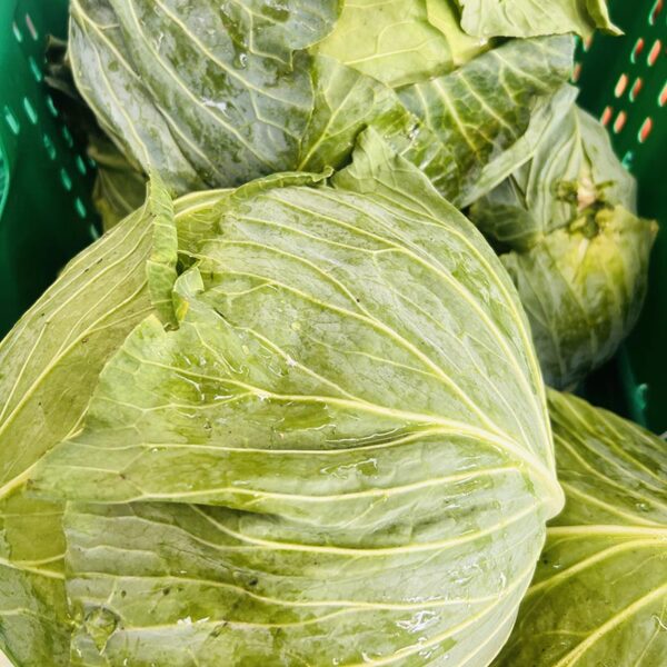 CABBAGE-10KG CASE PROCESS-NZ