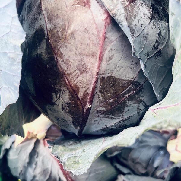 CABBAGE-RED-NZ