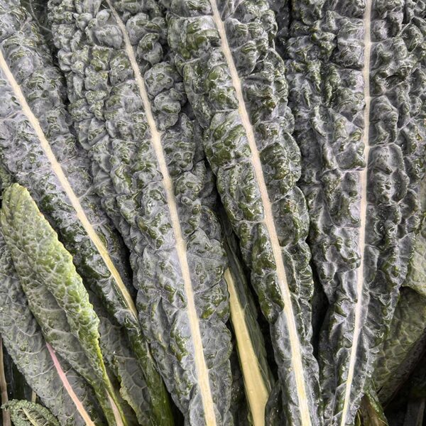 CAVOLO NERO-NZ
