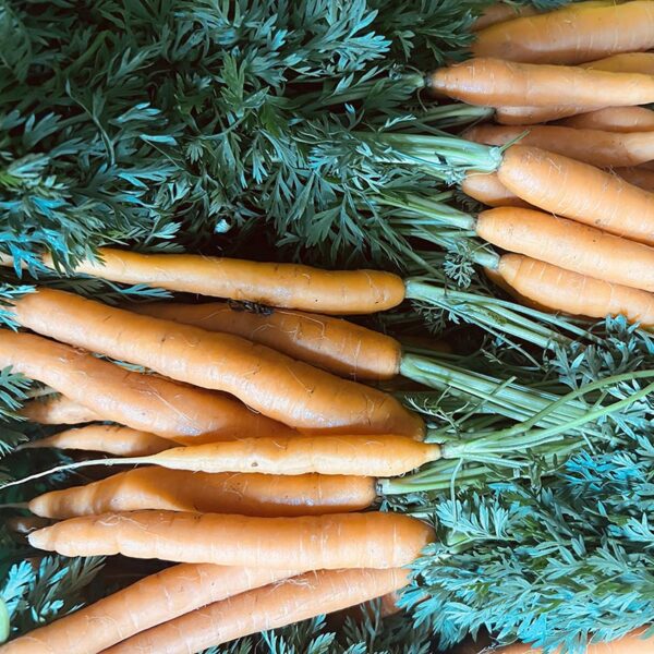 CARROTS-BUNCH BABY-NZ