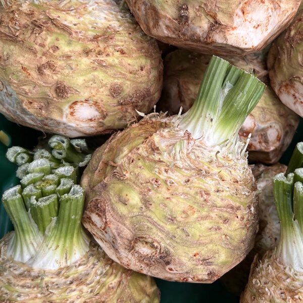 CELERIAC-NZ