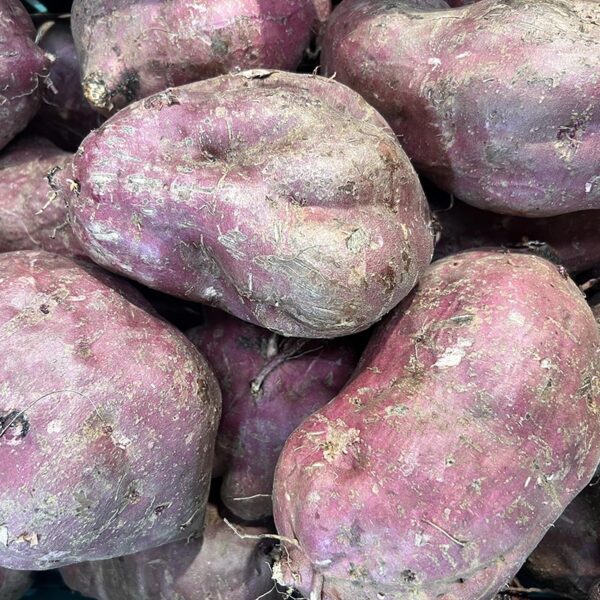 KUMARA-JUMBO RED-NZ