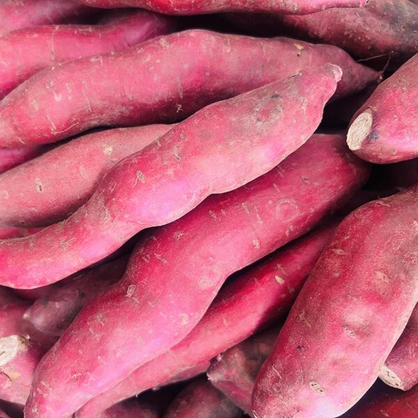 KUMARA-SMALL RED-NZ