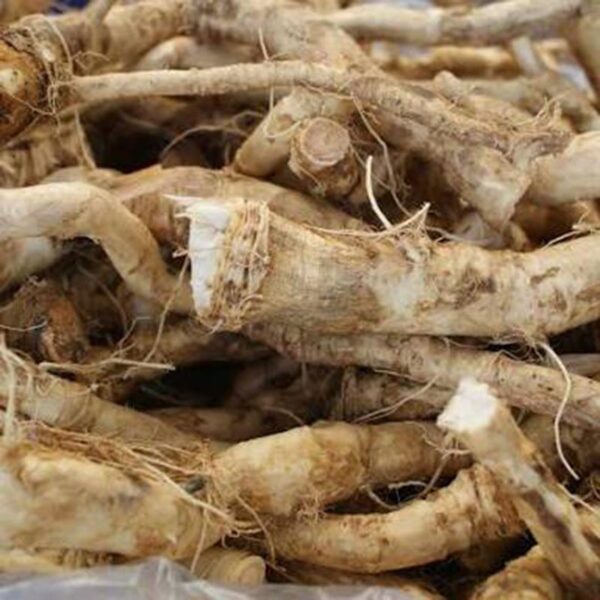 HORSERADISH-FRESH-NZ