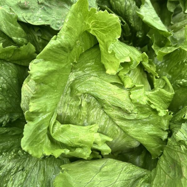 LETTUCE-ICEBERG-NZ