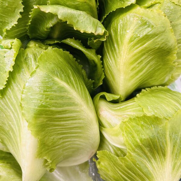 LETTUCE-TWIN PACK BABY COS-NZ
