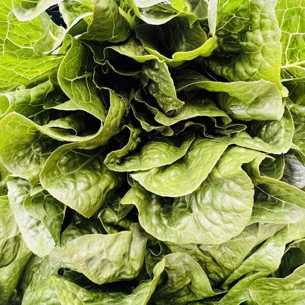 LETTUCE-LARGE COS-NZ