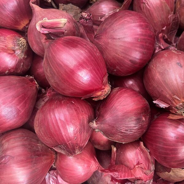 ONIONS-RED BRUSHED-NZ/CH/USA