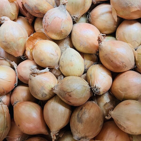ONIONS-PICKLING-NZ