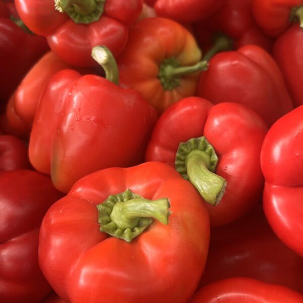 PEPPERS-TAG 1 RED-NZ/AUS