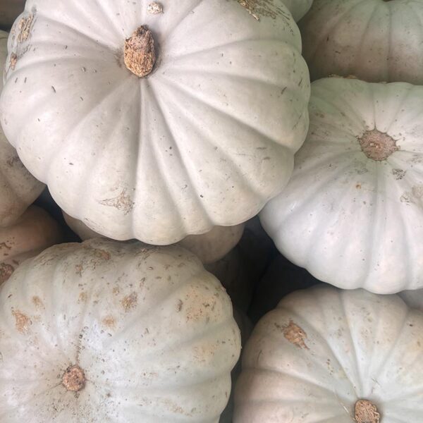 PUMPKIN-CROWN-NZ