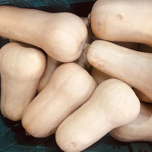 PUMPKIN-BUTTERNUT-NZ/TONGA