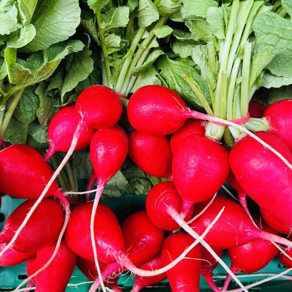 RADISH-PACK-NZ