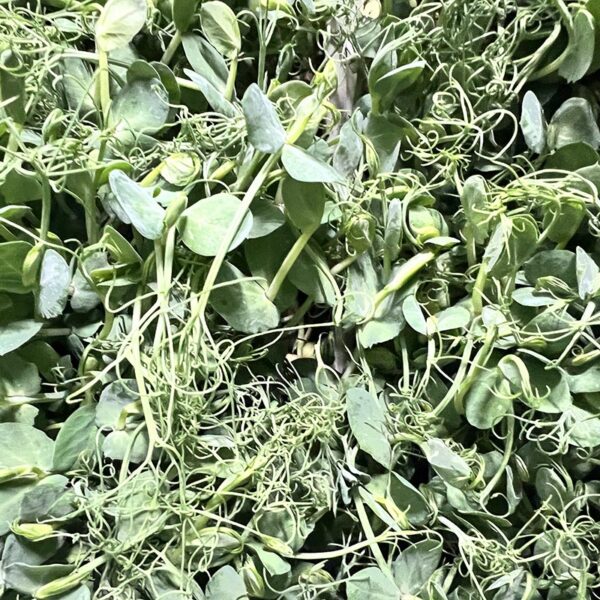 SPROUTS-LIVING PEA TENDRILS-NZ