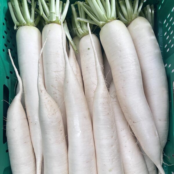 DAIKON-NZ