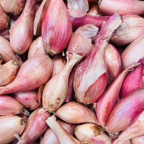 SHALLOTS-NZ/USA