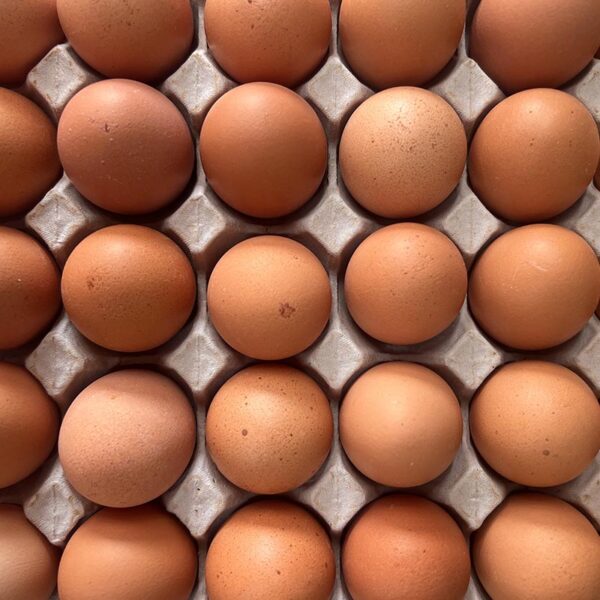 EGGS-COLONY SIZE 6 TRAY 30-NZ
