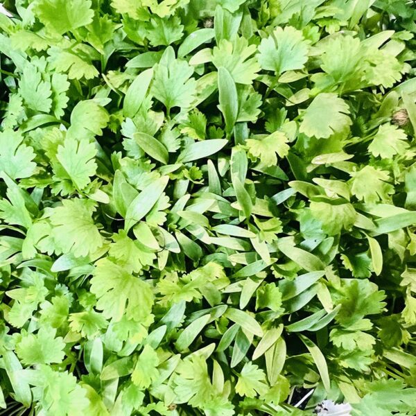 HERBS-MICRO LIVE CORIANDER-NZ