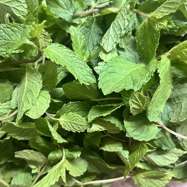 HERB-100G MINT-NZ