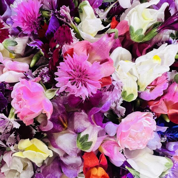 HERBS-ED FLOWERS LARGE MIX-NZ