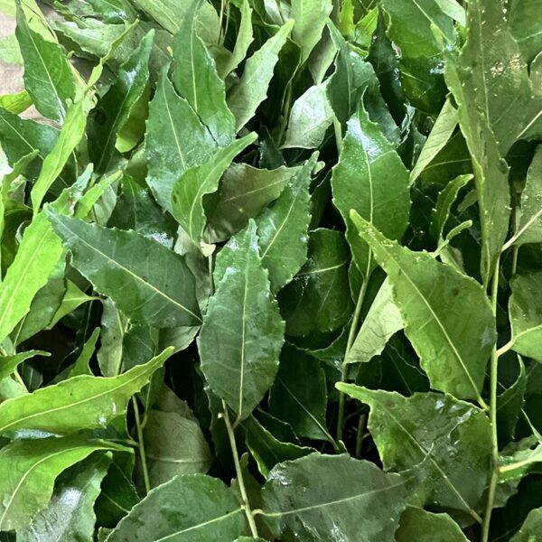 HERBS-PACK CURRY LEAVES-FIJI