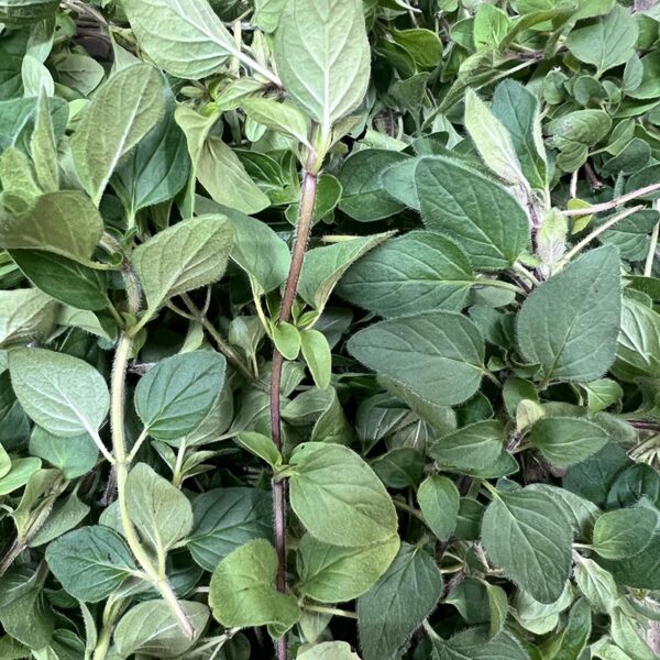 HERB-100G OREGANO PREMIUM-NZ