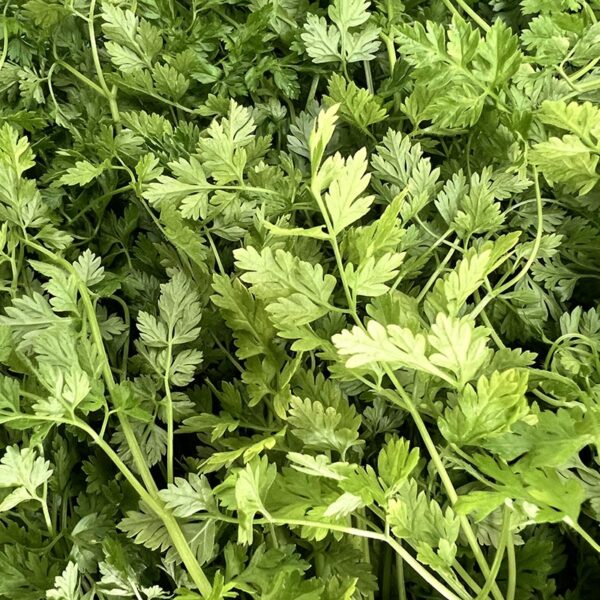 HERB-100G CHERVIL-NZ