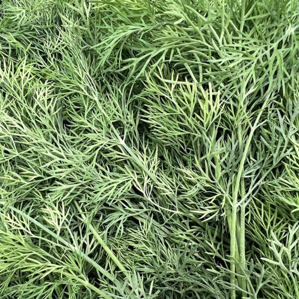 HERB-100G DILL PREMIUM-NZ