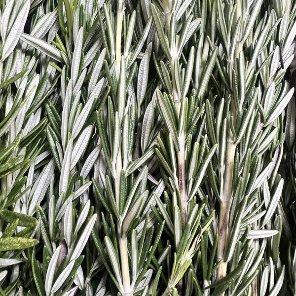 HERB-100G ROSEMARY-NZ