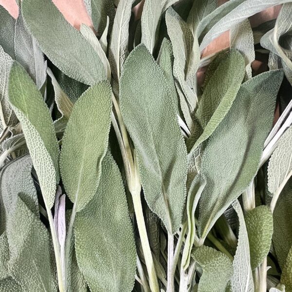 HERB-100G SAGE PREMIUM-NZ