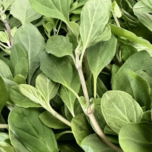HERB-100G MARJORAM PREMIUM-NZ