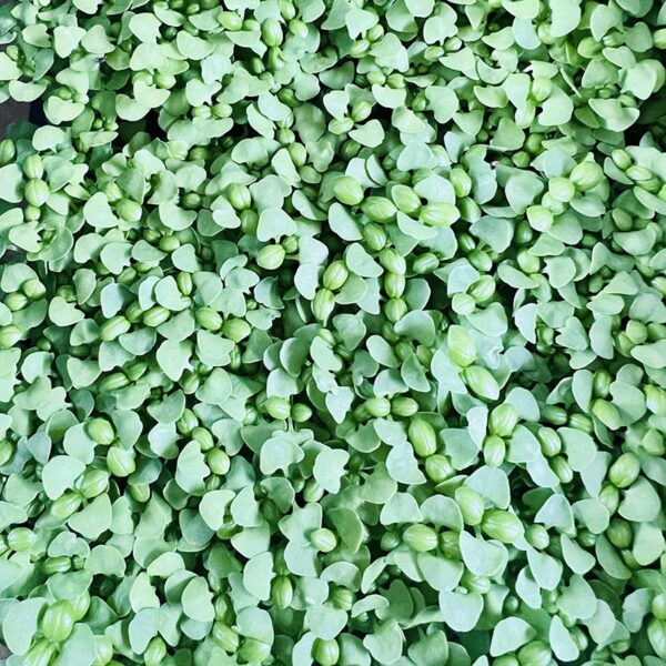 HERBS-MICRO LIVING BASIL-NZ