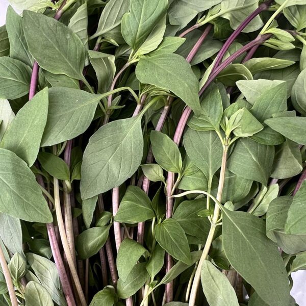 HERB-100G THAI BASI PREMIUM-NZ