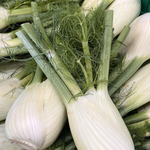 FENNEL BULBS-NZ