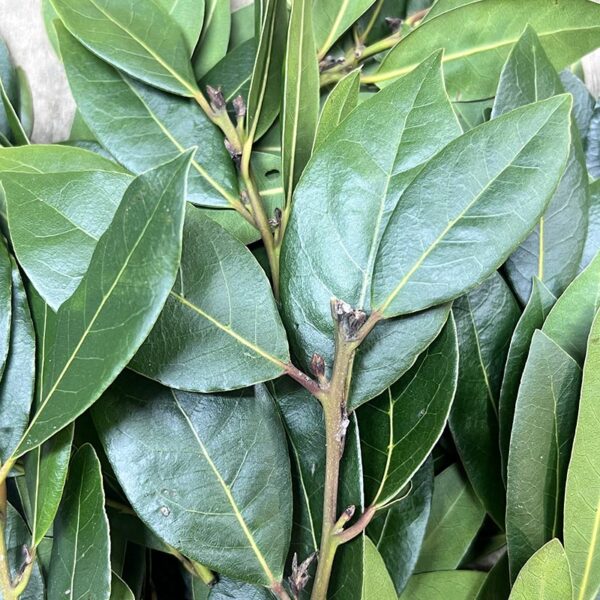 HERBS-BAY LEAVES-NZ