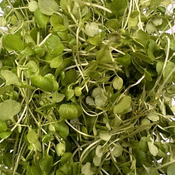 MICRO WATERCRESS-B.G-NZ