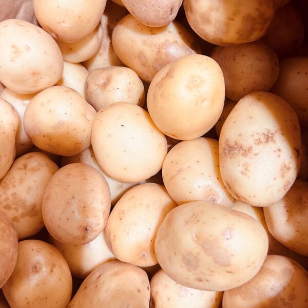 POTATOES-10KG GOURMET WHITE-NZ