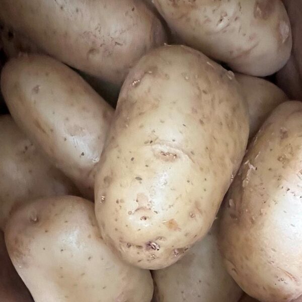 POTATOES-WASHED WHITE-NZ