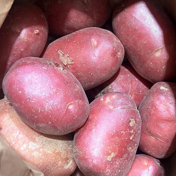 POTATOES-WASHED RED-NZ
