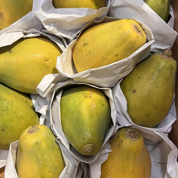 PAPAYA-PHIL/FIJI