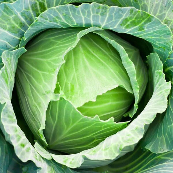 CABBAGE-NZ