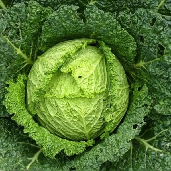 CABBAGE-SAVOY-NZ